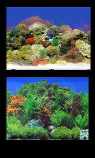 36 x 24 Freshwater Planted Garden/Caribbe​an Coral Reef Aquarium 