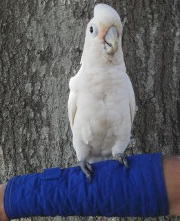 large parrot perch in Perches