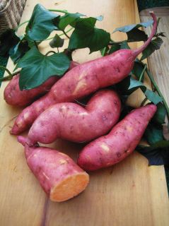 Beauregard Galaxy Sweet Potatoes ★ Great House Plant ★ Trailing 