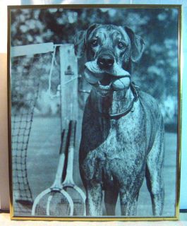   1988 VERKERKE PRINT GREAT DANE DOG W/ TWO TENNIS BALLS IN MOUTH