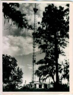 Circa 1960 Television Antenna Miami Dolphin Telecast Tower Tree WFLA 