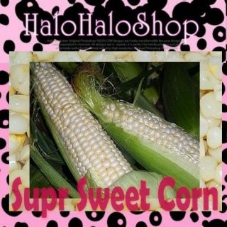 35 Sweet White Corn Seeds Super SweetCorn Pole Corn Vegetable Heirloom 