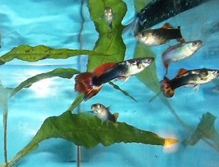   Tuxedo Fancy Guppy Live Tropical Fish Fresh Water Aquarium Tank (C