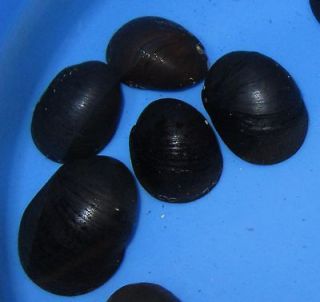 freshwater snails in Crabs, Snails & Algae Eaters