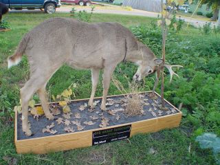 deer mount in Deer