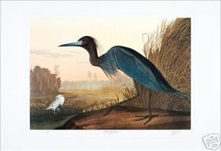Ltd. Ed. Loates Audubon LITTLE BLUE HERON Bird Print