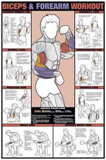 BICEPS FOREARM Weight Training Fitness Gym Poster Chart
