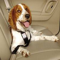 General Cage Dog Car Harness   X Large