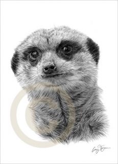 African MEERKAT LE Art Pencil Drawing Print A4 signed by artist b&w 
