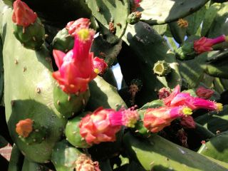 Nopalea Cochenillifera Cactus Cuttings/Pads Easy To Grow