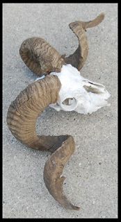Taxidermy BIG HORN SHEEP Ram Goat Horn Antlers w/ Skull NICE CURL!