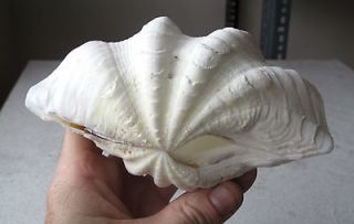 TRIDACNA GIGAS 177 mm, 7 Shell BEAUTIFUL ALABASTER HEAVY GIFT GIANT 