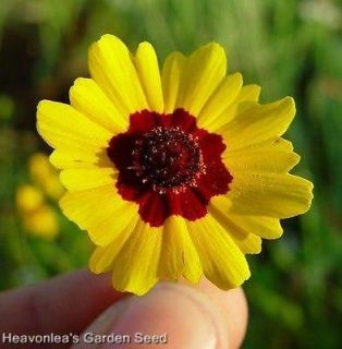 COREOPSIS Colorful ~Dwarf Plains~ Annual SEEDS