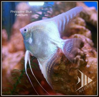ANGELMANIA Philippine Blue DIAMOND PLATINUM freshwater Angelfish, LOT 