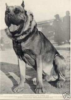 DOGUE DE BORDEAUX GREAT ORIGINAL 1934 VINTAGE DOG PRINT