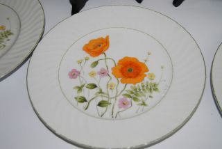 Bristol Fine China  Deborah  S5442 Dinner Plates Colorful Poppies 