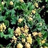 Broccoli   White Sprouting White Star   150 Seeds