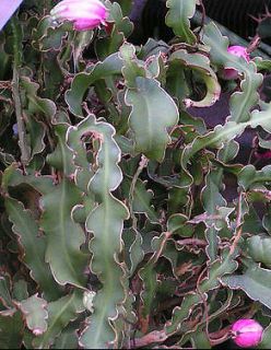 Epiphyllum curly locks, rare cacti cactus seed 20 SEEDS