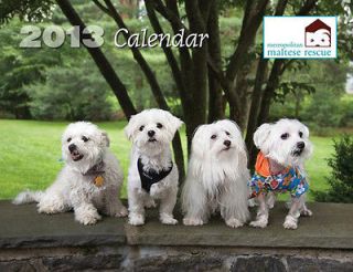 Maltese Rescue Dog 2013 Calendar 