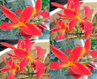 canna lilies in Flowers, Trees & Plants