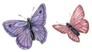 Purple Pink Butterfly Butterflies 1/2 and 5/8 Waterslide Ceramic 