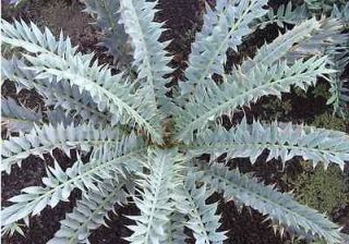   Horridus ICE BLUE CYCAD Cactus Succulent Agave Garden Plant