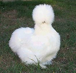 12 Show Quality Bearded Silkie Chicken Hatching Eggs  Asstorted Colors
