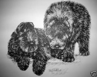 Bouvier Puppies By Lyn St.Clair