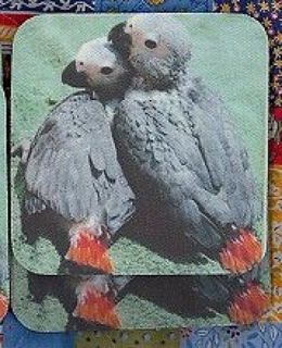 AFRICAN GREY PARROT Babies Rubber Backed Coasters #0104