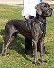 Padded Agitation Leather Dog Harness H1   Great Dane