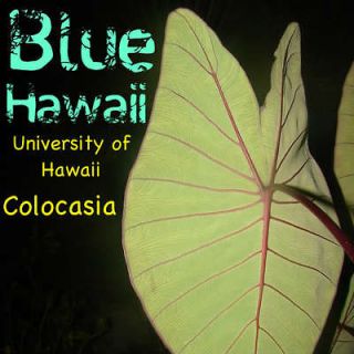 BLUE HAWAII TARO Colocasia Plant ELEPHANT EAR Live KALO rhizome
