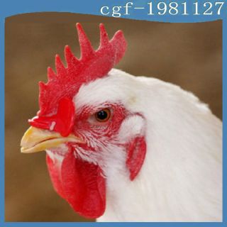   Creative Chicken Eyes Glasses Avoid Hen peck each other chicken farm