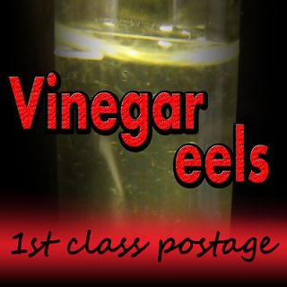 VINEGAR EELS   Best LIVE Food for Baby Fish EggLayers Egg Laying