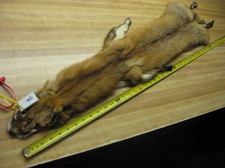 Tanned Red Fox Hide Furs Coats Taxidermy # 0038895