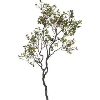 Manzanita Branch with Leaves in Botanicals and Plants  Crate and 