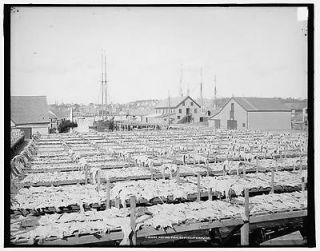   ,industry,fishing,food,racks,boats,Gloucester,Massachusetts,MA,c1906