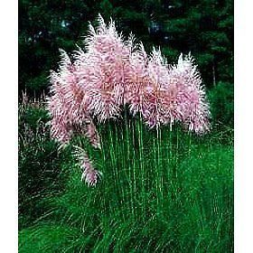 Cortaderia Selloana   Pink Pampas Grass   100 Seeds