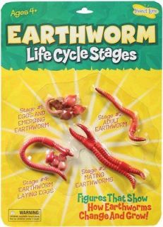 Insect Lore Earthworm Life Cycle Stages   Set of 4 Figures   Biology