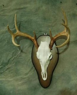 REPLICA IVORY DEER SKULL MOUNT KIT taxidermy NO ANTLERS INCLUDED horns