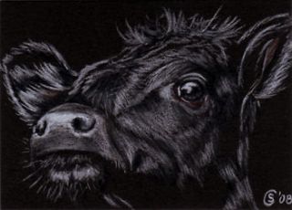 COW bull calf farm animal pencil painting Sandrine Curtiss Art ACEO 