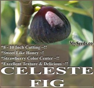 Celeste Fig TREE CUTTING   VERY FINE QUALITY   Strawberry Color Center 