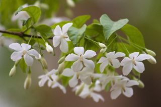 jasmine plant in Flowers, Trees & Plants