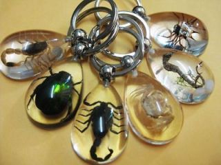   green beetle&spider&scorpion&sea horse&crab Fashion key chain HOT SALE