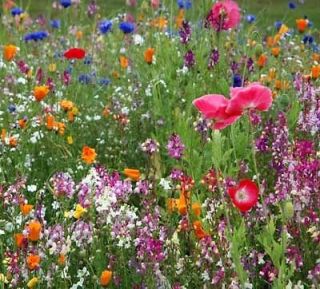 wildflower mix 100 % seed 1 pound lb seeds groco