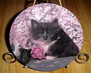 PICTURE PURRFECT IN THE PINK Cat Crestley BLACK TUXEDO KITTEN Kitty 