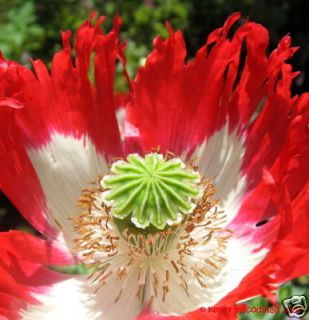 Organic Danish Flag Poppy Flower Seeds Papaver Somniferum 300 + Seeds
