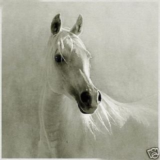 100 % handcrafts art oil painting white horse on canvas