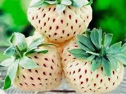 newly listed 2x rare pineberry strawberrie plant free p p