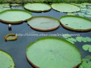 seeds giant victoria ica pond plants free doc from