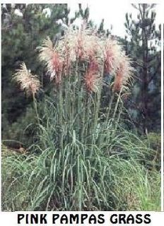 pink pampas grass seeds over 100 seeds 
